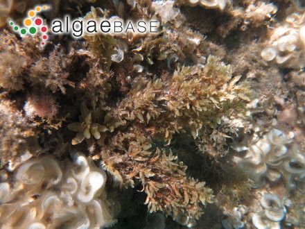 Sargassum vulgare C.Agardh