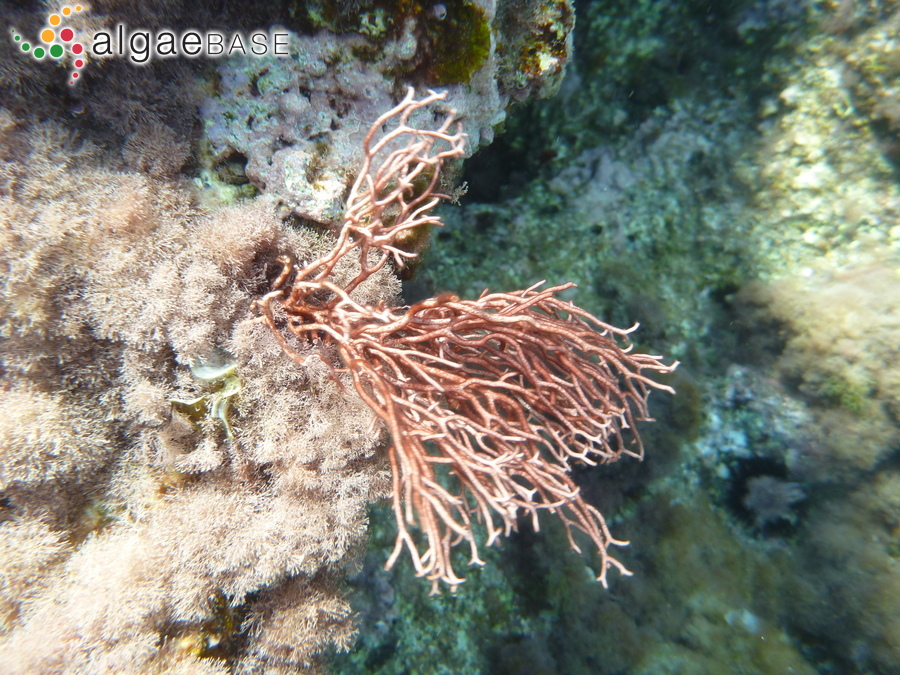 Amphiroa cryptarthrodia Zanardini