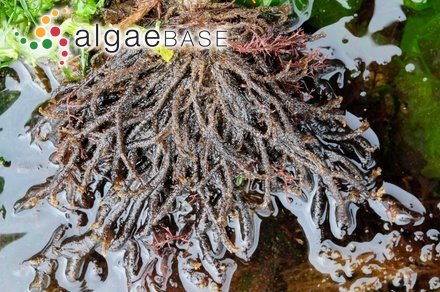 Cladostephus spongiosus (Hudson) C.Agardh