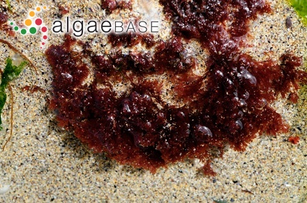 Sphaerococcus subulatus C.Agardh