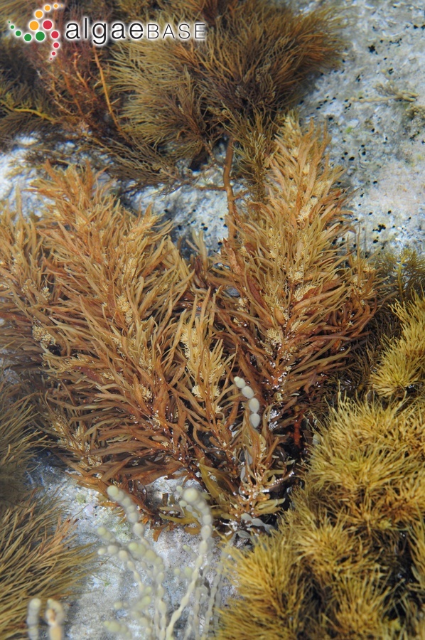 Sargassum vestitum (R.Brown ex Turner) C.Agardh
