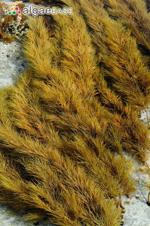 Cystophora siliquosa J.Agardh