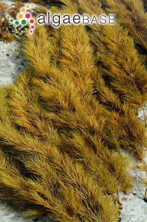 Cystophora siliquosa J.Agardh