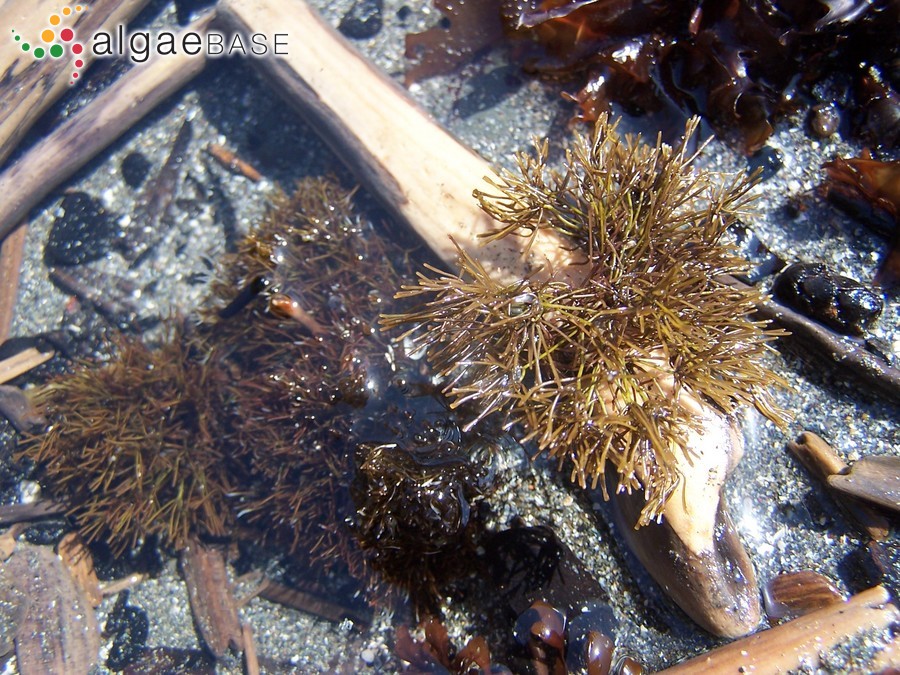 Ahnfeltia fastigiata (Endlicher) Makienko