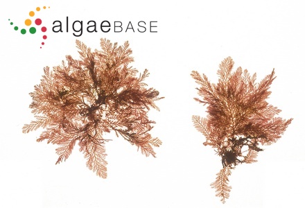 Deltalsia parasitica (Hudson) Díaz-Tapia & Rodríguez-Buján