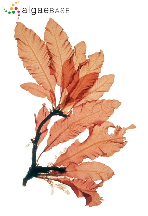 Delesseria sanguinea (Hudson) J.V.Lamouroux