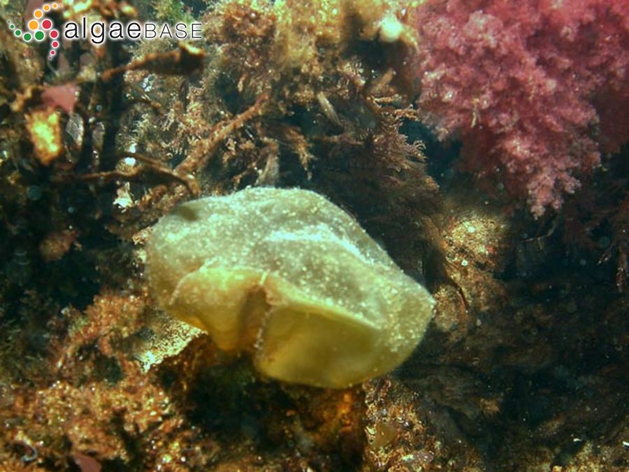Leathesia marina (Lyngbye) Decaisne