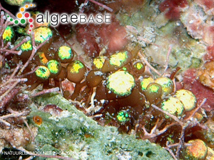 Botryocladia skottsbergii (Børgesen) Levring