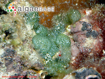 Dictyosphaeria cavernosa (Forsskål) Børgesen