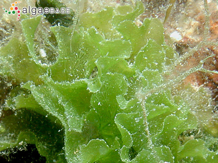Anadyomene stellata (Wulfen) C.Agardh