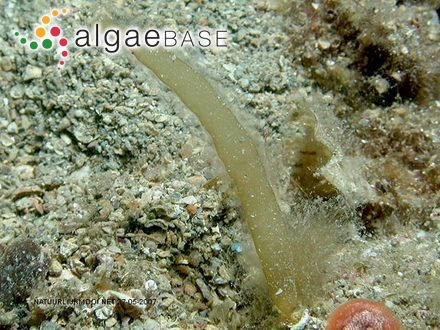 Asperococcus bullosus J.V.Lamouroux