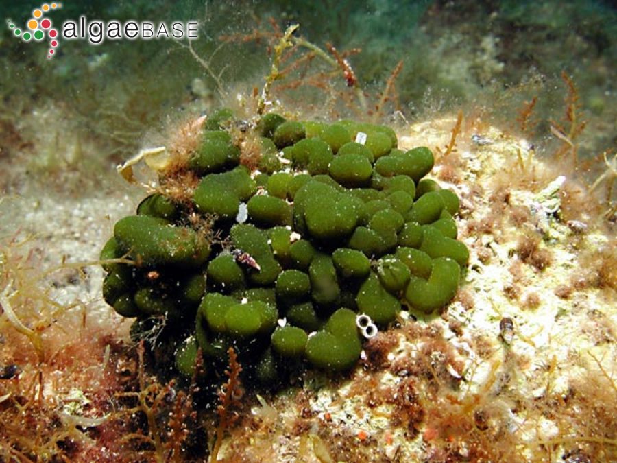 Codium coralloides (Kützing) P.C.Silva