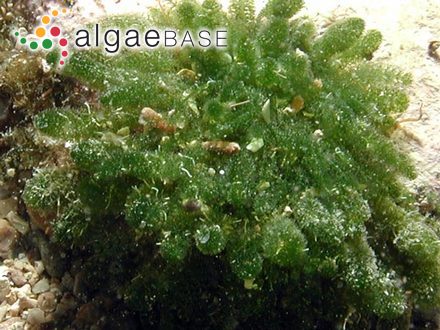 Dasycladus vermicularis (Scopoli) Krasser