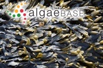Fucus ceranoides Linnaeus
