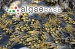 Fucus ceranoides Linnaeus