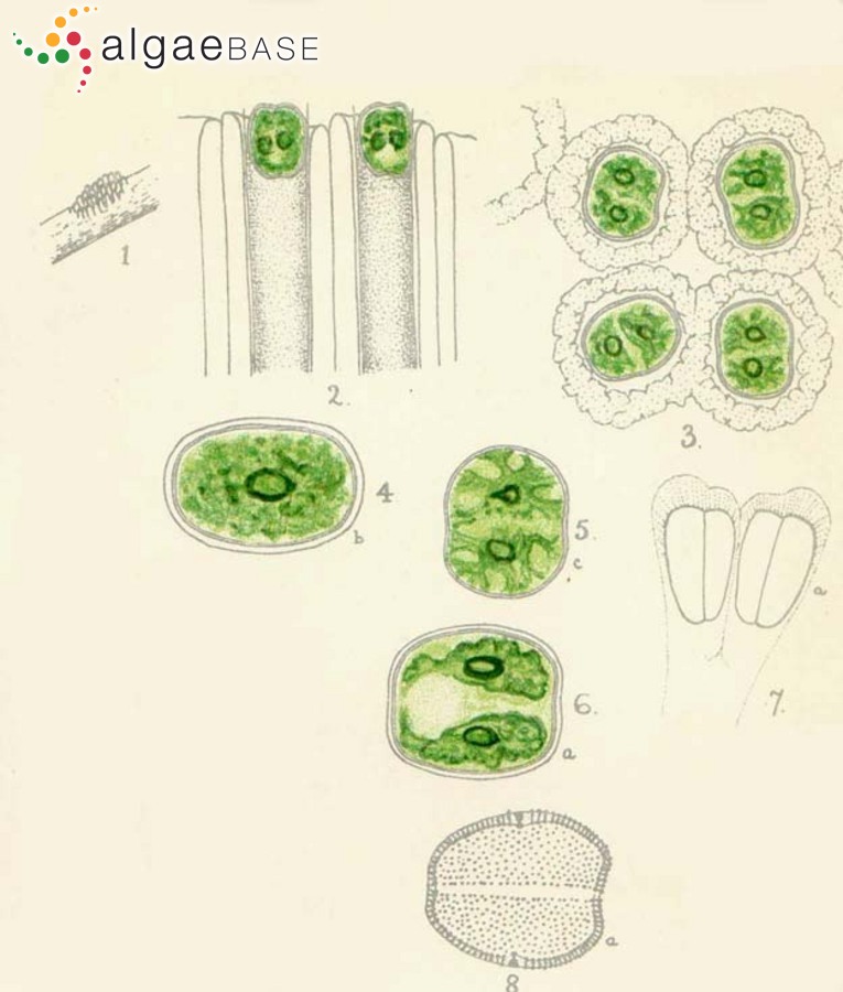 Oocardium stratum Nägeli