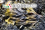 Fucus ceranoides Linnaeus