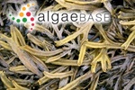 Fucus ceranoides Linnaeus