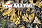 Fucus ceranoides Linnaeus