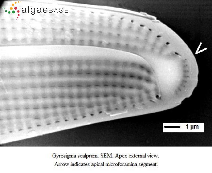 Gyrosigma scalprum (Gaillon) Sterrenburg