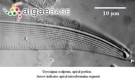 Gyrosigma scalprum (Gaillon) Sterrenburg