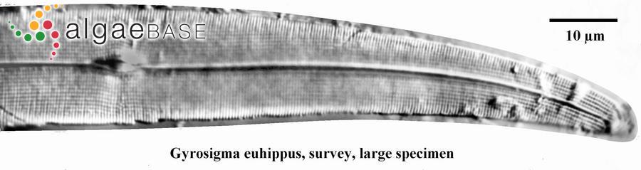 Gyrosigma euhippus F.A.S.Sterrenburg & R.Ross