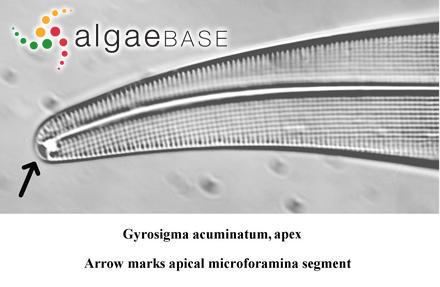 Gyrosigma acuminatum (Kützing) Rabenhorst