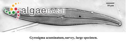 Gyrosigma acuminatum (Kützing) Rabenhorst