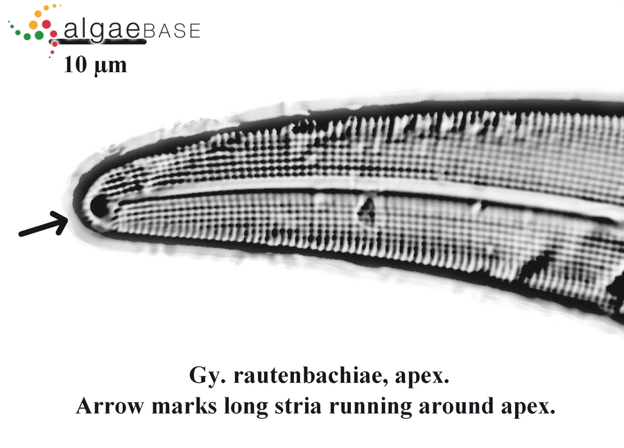 Gyrosigma rautenbachiae Cholnoky