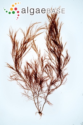 Cystoclonium purpureum (Hudson) Batters