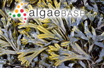 Fucus ceranoides Linnaeus