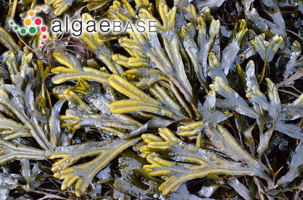 Fucus ceranoides Linnaeus