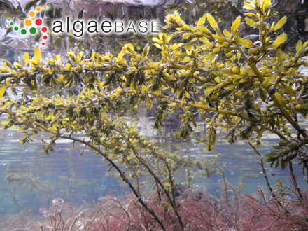 Sargassum muticum (Yendo) Fensholt