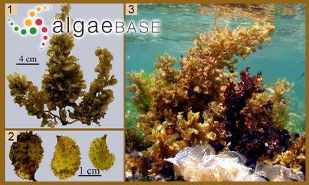 Sargassum aquifolium (Turner) C.Agardh