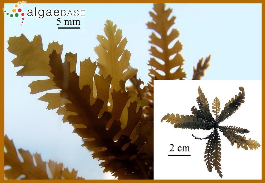 Sargassum horneri (Turner) C.Agardh