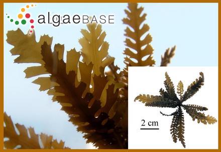 Sargassum horneri (Turner) C.Agardh