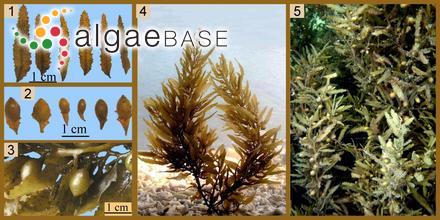 Sargassum oligocystum Montagne