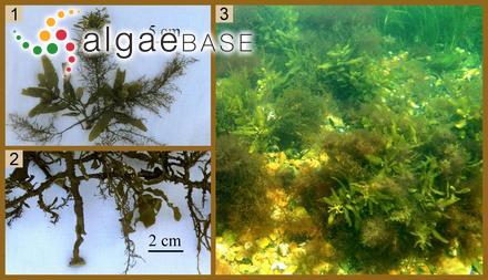 Sargassum pallidum (Turner) C.Agardh