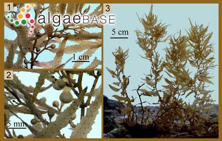 Sargassum tenerrimum J.Agardh