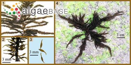 Sargassum thunbergii (Mertens ex Roth) Kuntze