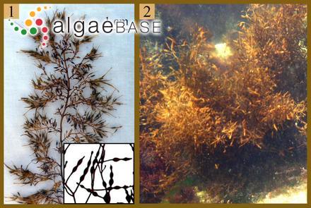 Stephanocystis crassipes (Mertens ex Turner) Draisma, Ballesteros, F.Rousseau & T.Thibaut