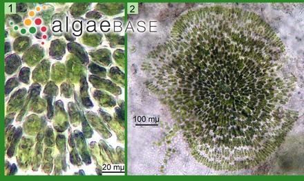 Ulvella lens P.Crouan & H.Crouan