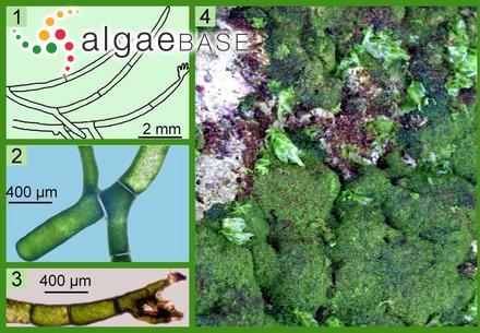 Lychaete herpestica (Montagne) M.J.Wynne