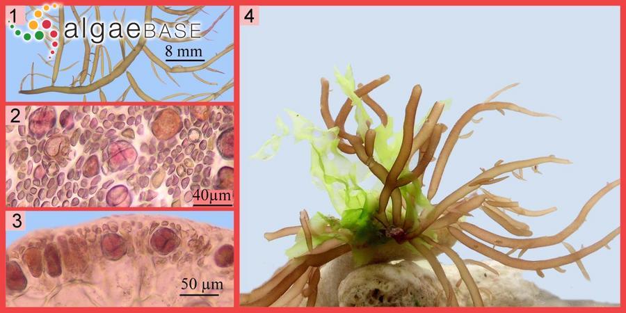 Gracilaria blodgettii Harvey