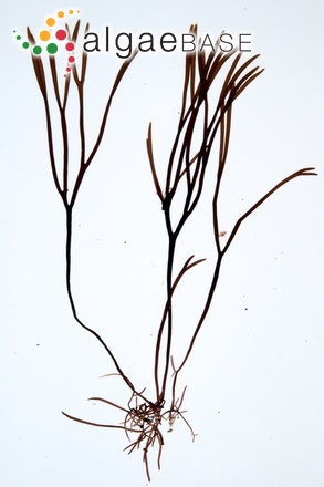 Furcellaria lumbricalis (Hudson) J.V.Lamouroux