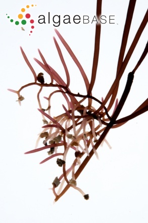 Furcellaria lumbricalis (Hudson) J.V.Lamouroux
