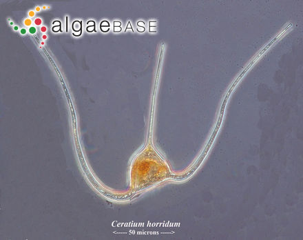 Tripos longipes (Bailey) F.Gómez