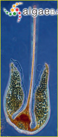 Tripos platycornis (Daday) F.Gómez