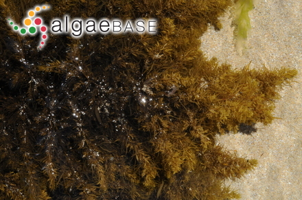 Sargassum fallax Sonder