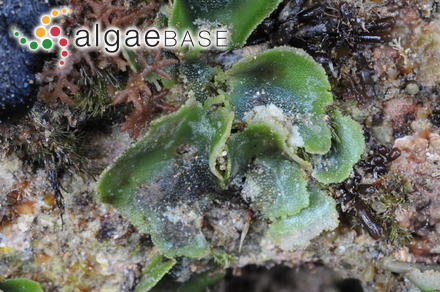 Capraella fragilis (Harvey) J.De Toni